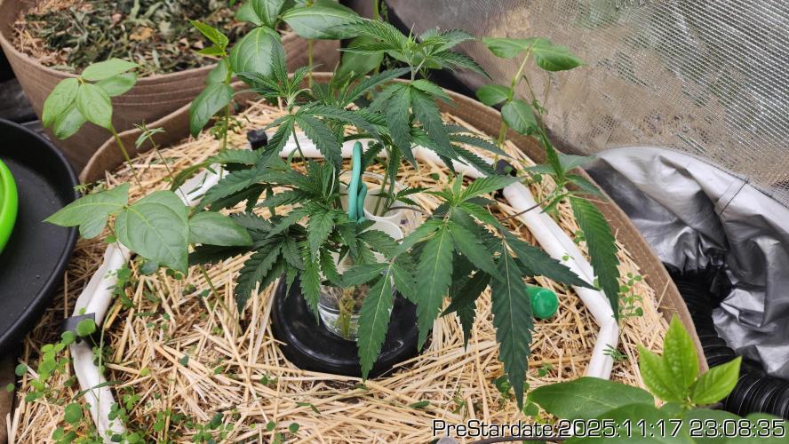 Chill Out OG - MrGrowIt - FabricPotScrog. Week 3