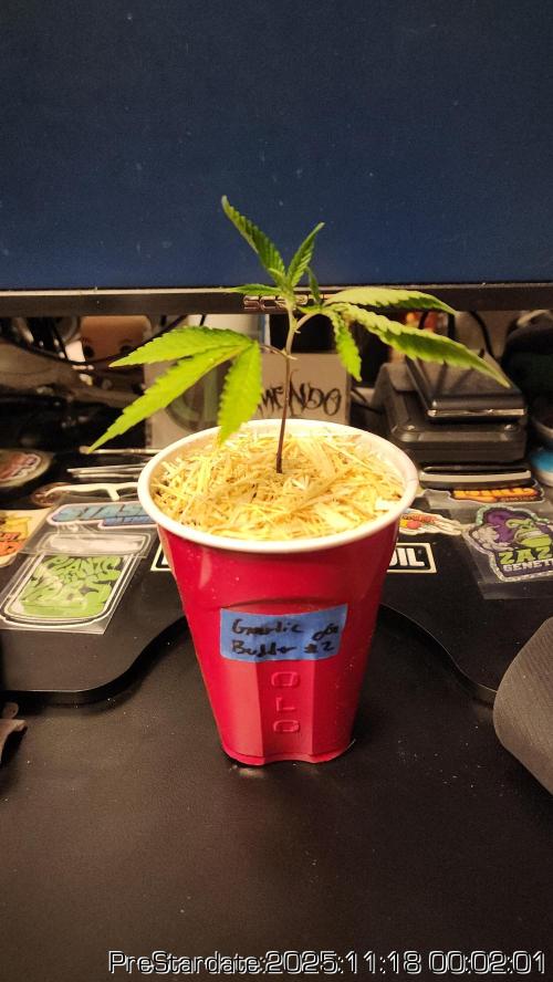 Chill Out OG - MrGrowIt - FabricPotScrog. Week 3