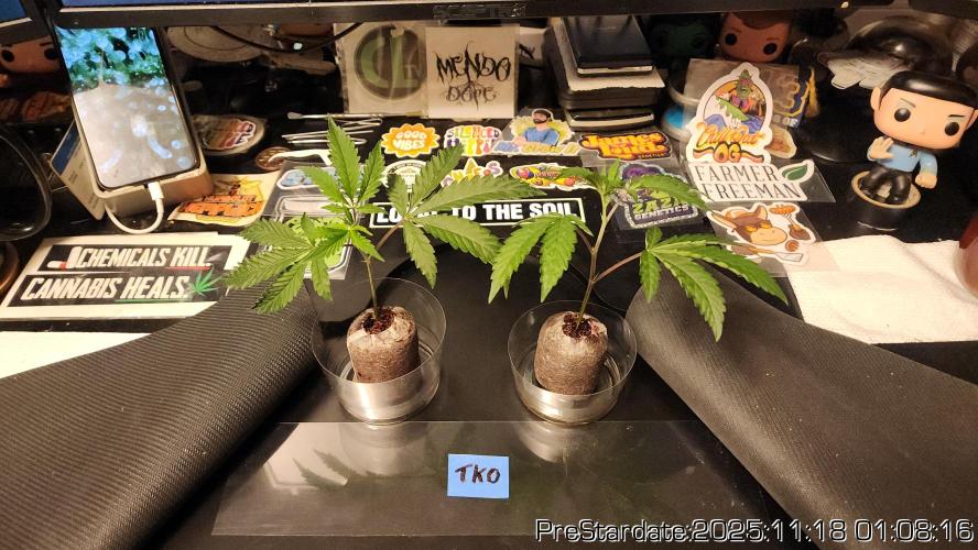 Chill Out OG - MrGrowIt - FabricPotScrog. Week 3