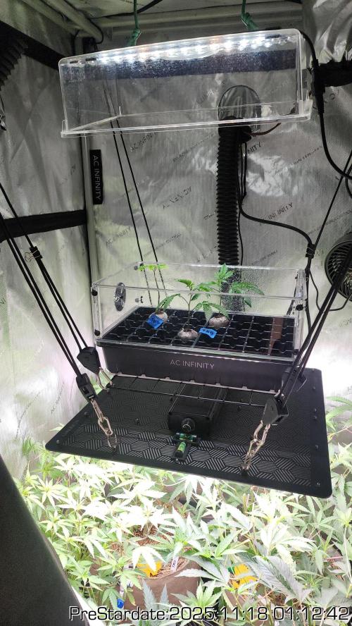 Chill Out OG - MrGrowIt - FabricPotScrog. Week 3