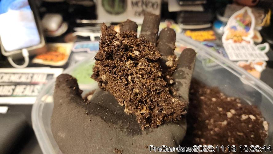 Chill Out OG - MrGrowIt - FabricPotScrog. Week 3