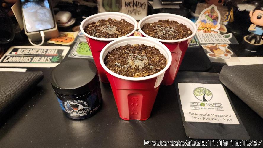 Chill Out OG - MrGrowIt - FabricPotScrog. Week 3