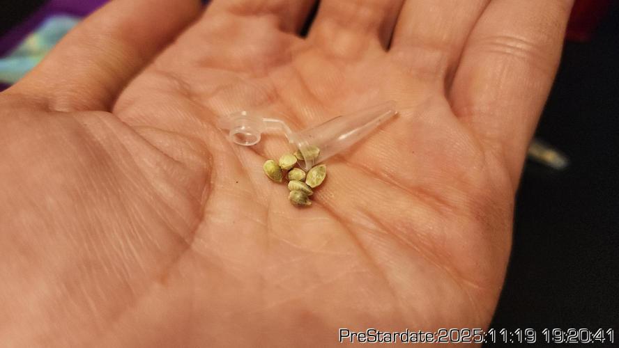 Chill Out OG - MrGrowIt - FabricPotScrog. Week 3