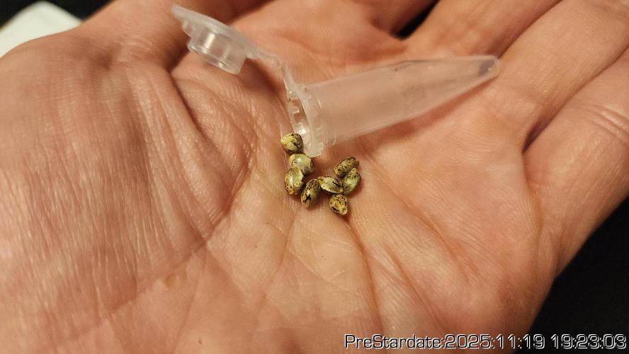 Chill Out OG - MrGrowIt - FabricPotScrog. Week 3