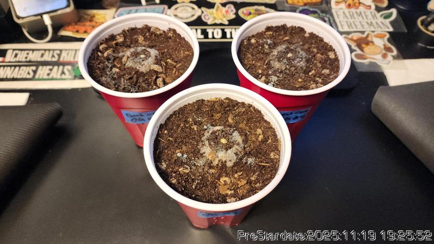 Chill Out OG - MrGrowIt - FabricPotScrog. Week 3