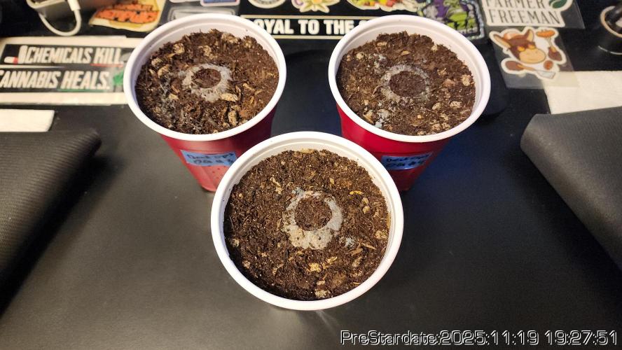 Chill Out OG - MrGrowIt - FabricPotScrog. Week 3