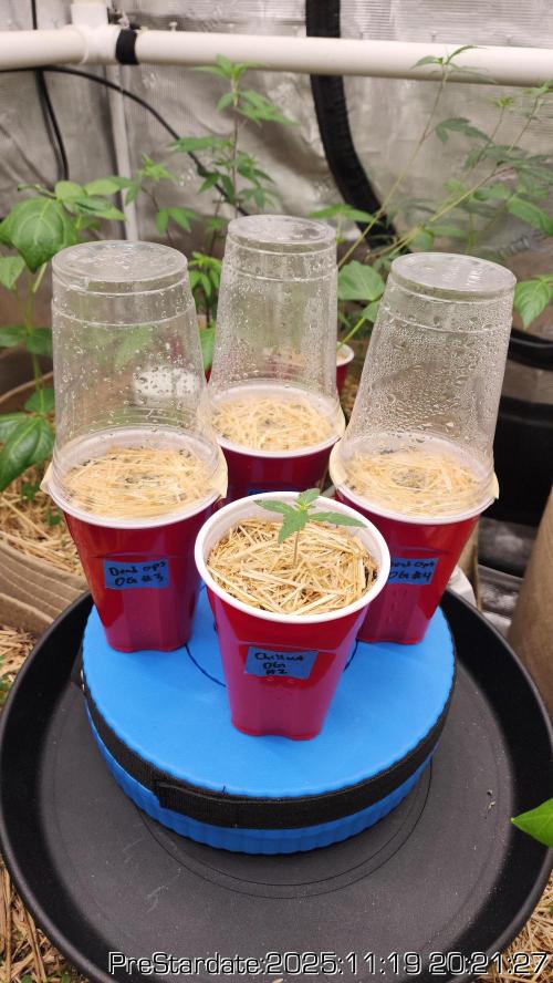 Chill Out OG - MrGrowIt - FabricPotScrog. Week 3