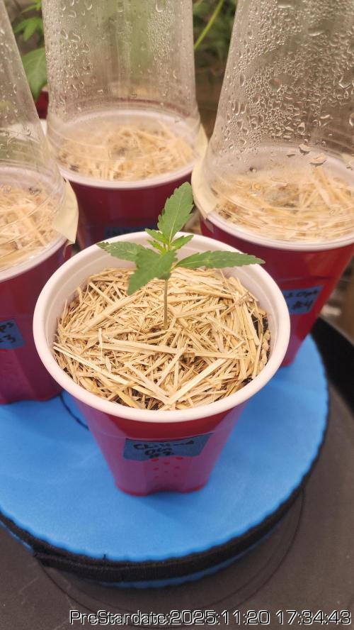 Chill Out OG - MrGrowIt - FabricPotScrog. Week 3