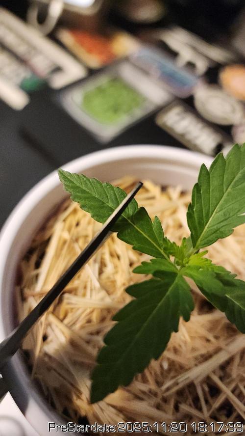 Chill Out OG - MrGrowIt - FabricPotScrog. Week 3