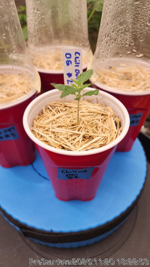 Chill Out OG - MrGrowIt - FabricPotScrog. Week 3