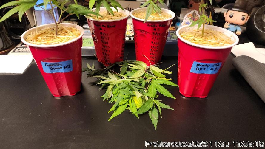 Chill Out OG - MrGrowIt - FabricPotScrog. Week 3