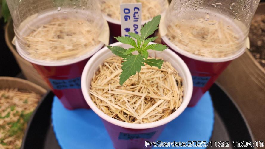 Chill Out OG - MrGrowIt - FabricPotScrog. Week 3