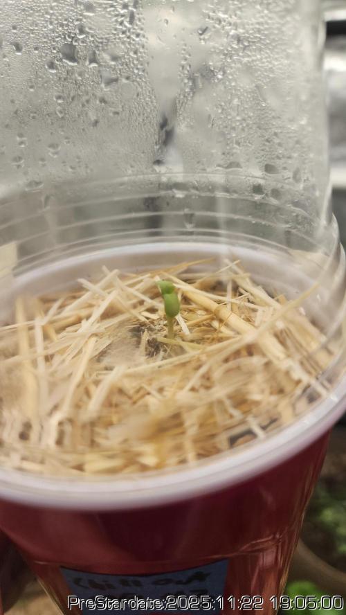 Chill Out OG - MrGrowIt - FabricPotScrog. Week 3