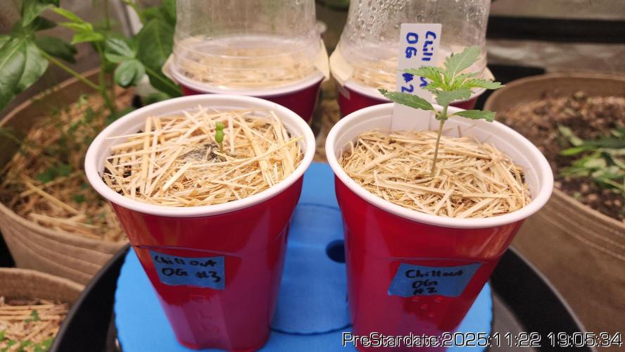 Chill Out OG - MrGrowIt - FabricPotScrog. Week 3