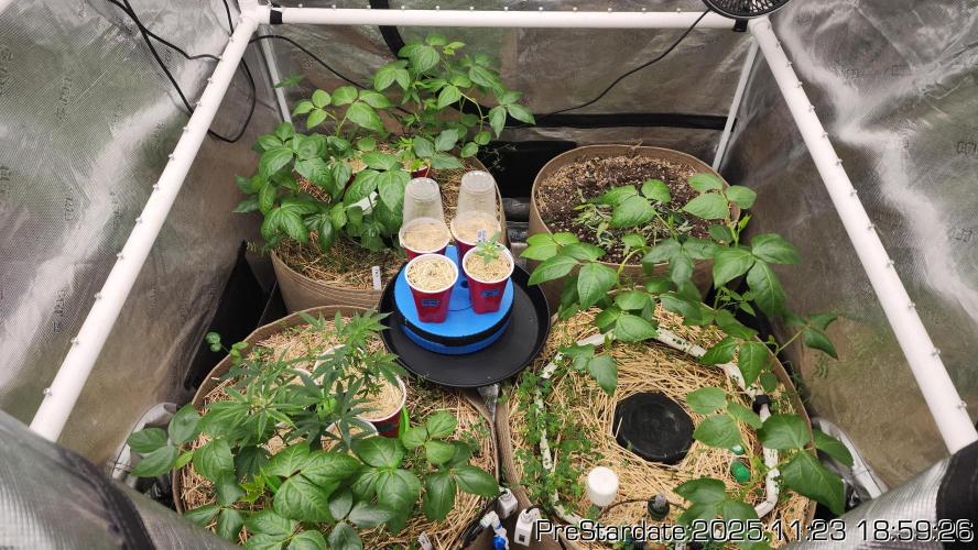 Chill Out OG - MrGrowIt - FabricPotScrog. Week 3