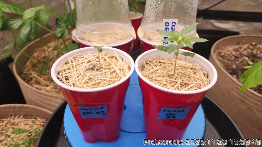 Chill Out OG - MrGrowIt - FabricPotScrog. Week 3