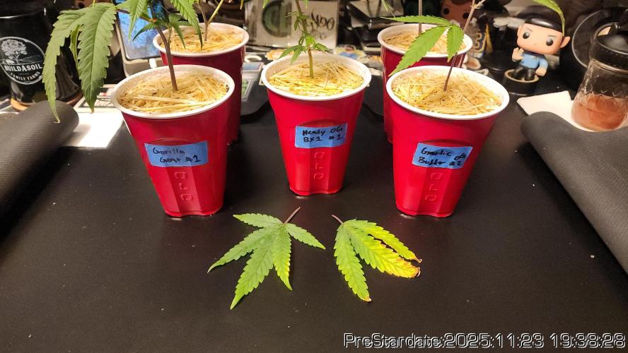 Chill Out OG - MrGrowIt - FabricPotScrog. Week 3