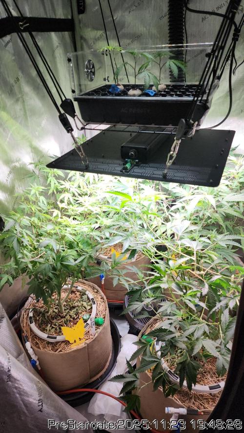 Chill Out OG - MrGrowIt - FabricPotScrog. Week 3