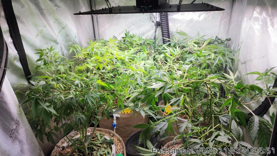 Chill Out OG - MrGrowIt - FabricPotScrog. Week 3