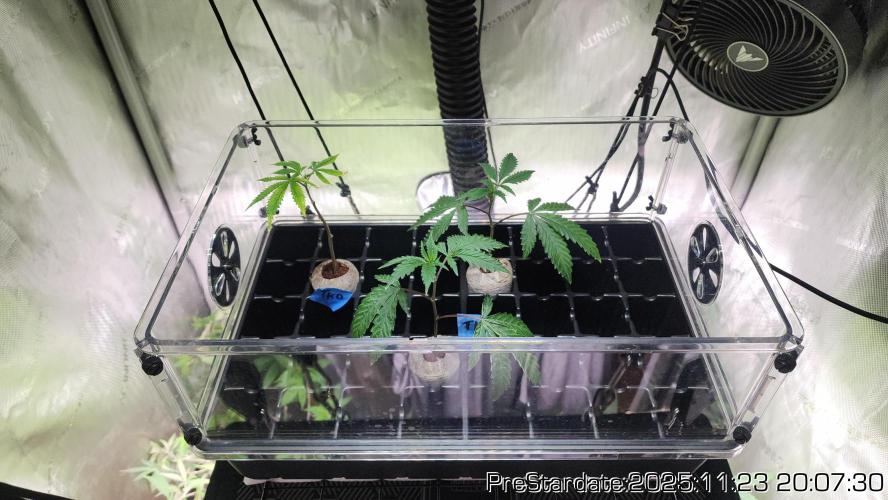 Chill Out OG - MrGrowIt - FabricPotScrog. Week 3