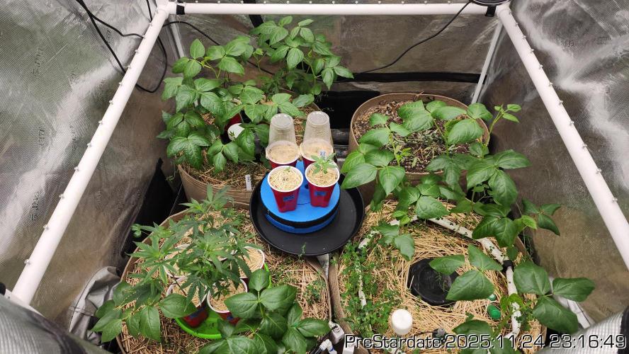 Chill Out OG - MrGrowIt - FabricPotScrog. Week 4