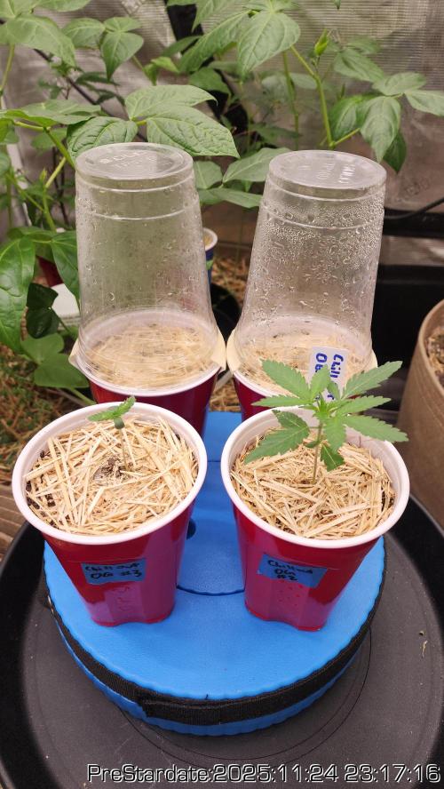 Chill Out OG - MrGrowIt - FabricPotScrog. Week 4