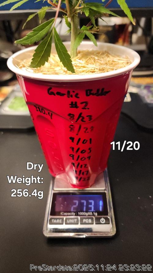 Chill Out OG - MrGrowIt - FabricPotScrog. Week 4