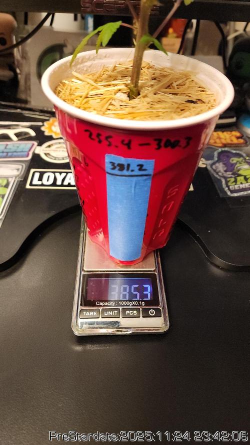 Chill Out OG - MrGrowIt - FabricPotScrog. Week 4