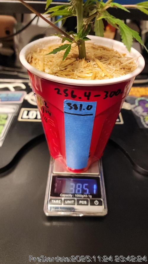 Chill Out OG - MrGrowIt - FabricPotScrog. Week 4