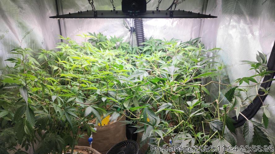 Chill Out OG - MrGrowIt - FabricPotScrog. Week 4