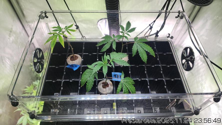 Chill Out OG - MrGrowIt - FabricPotScrog. Week 4