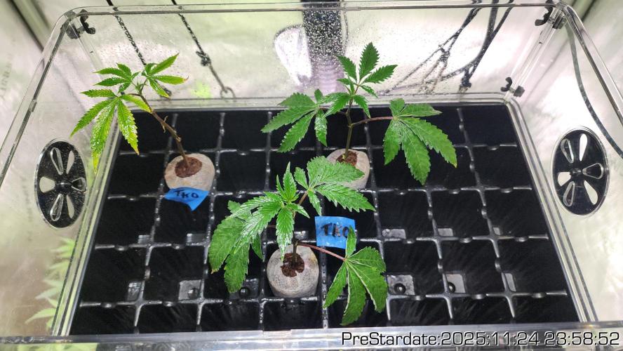 Chill Out OG - MrGrowIt - FabricPotScrog. Week 4