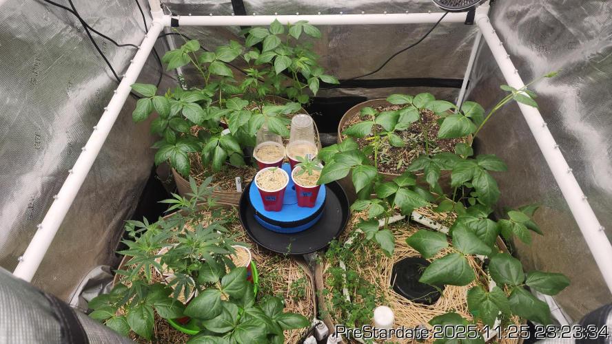 Chill Out OG - MrGrowIt - FabricPotScrog. Week 4