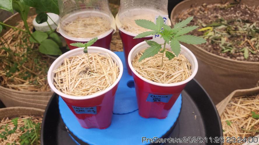 Chill Out OG - MrGrowIt - FabricPotScrog. Week 4