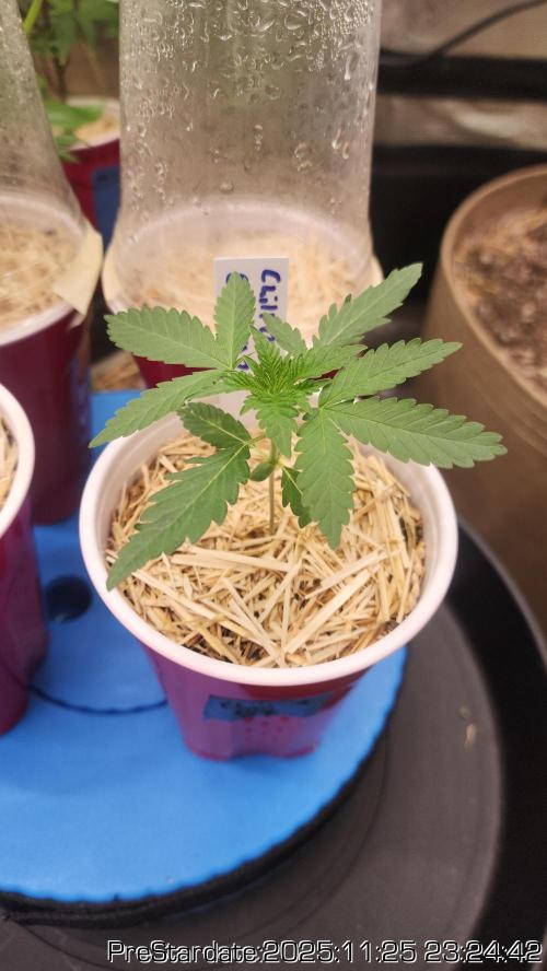 Chill Out OG - MrGrowIt - FabricPotScrog. Week 4