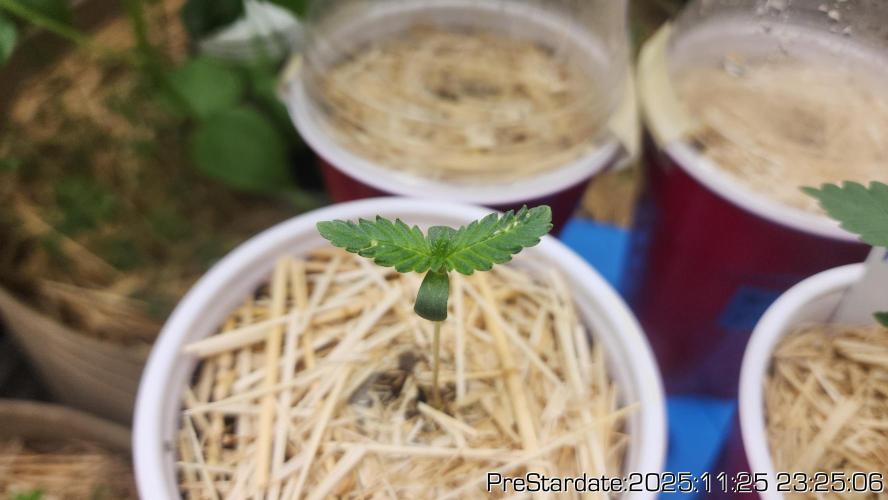 Chill Out OG - MrGrowIt - FabricPotScrog. Week 4