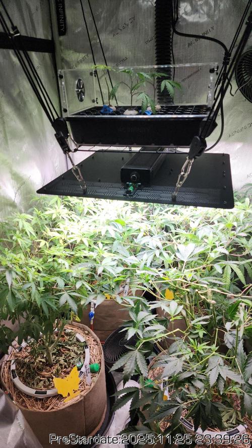 Chill Out OG - MrGrowIt - FabricPotScrog. Week 4