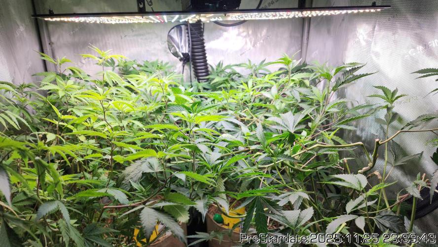 Chill Out OG - MrGrowIt - FabricPotScrog. Week 4