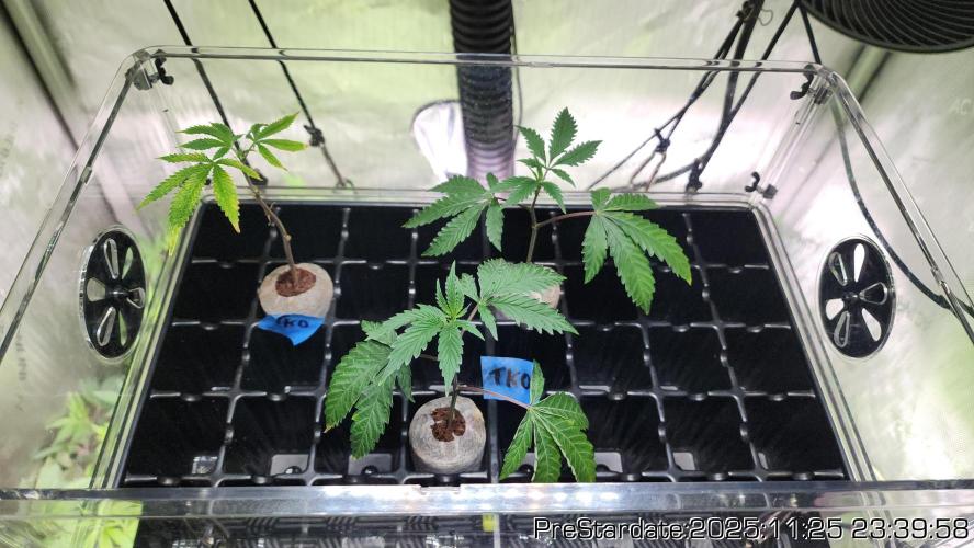 Chill Out OG - MrGrowIt - FabricPotScrog. Week 4