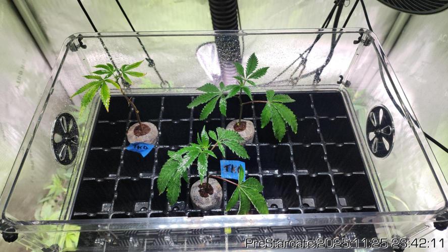 Chill Out OG - MrGrowIt - FabricPotScrog. Week 4