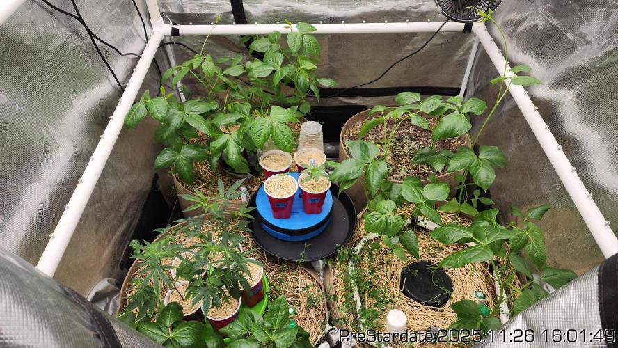 Chill Out OG - MrGrowIt - FabricPotScrog. Week 4