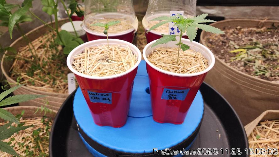 Chill Out OG - MrGrowIt - FabricPotScrog. Week 4