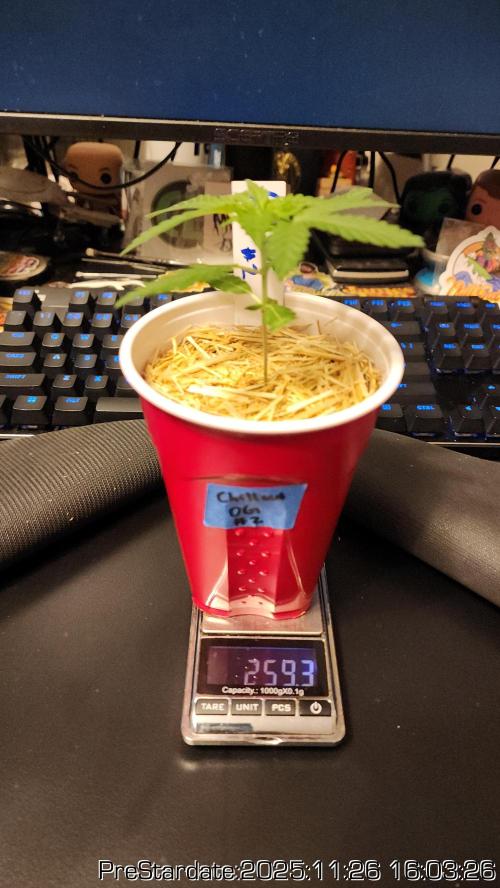 Chill Out OG - MrGrowIt - FabricPotScrog. Week 4