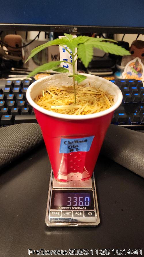 Chill Out OG - MrGrowIt - FabricPotScrog. Week 4