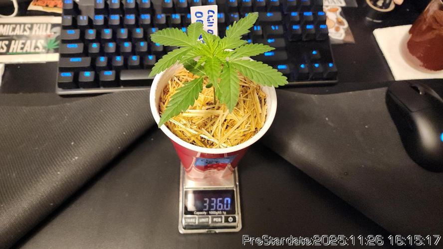 Chill Out OG - MrGrowIt - FabricPotScrog. Week 4