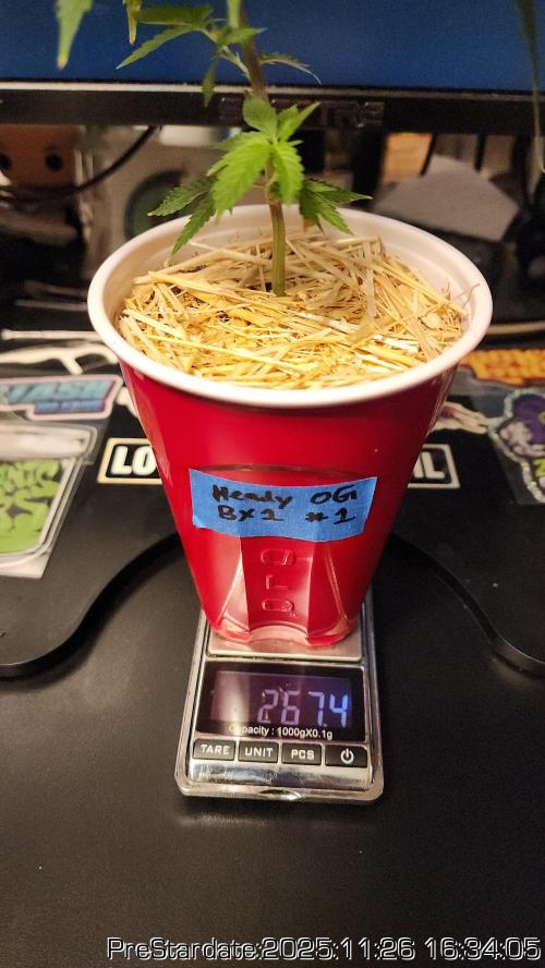 Chill Out OG - MrGrowIt - FabricPotScrog. Week 4