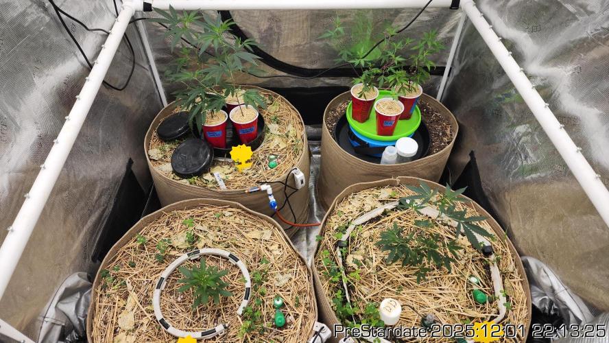 Chill Out OG - MrGrowIt - FabricPotScrog. Week 5