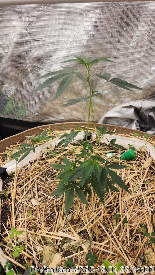 Chill Out OG - MrGrowIt - FabricPotScrog. Week 5