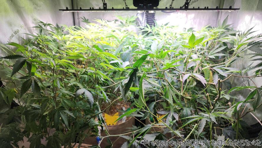 Chill Out OG - MrGrowIt - FabricPotScrog. Week 5