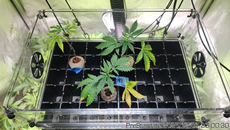 Chill Out OG - MrGrowIt - FabricPotScrog. Week 5